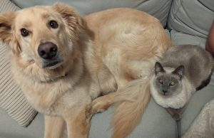 Vendet ku shpenzohet më shumë për kafshët shtëpiake