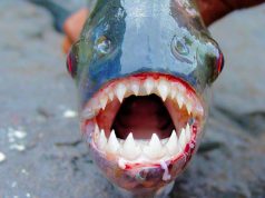 Sulmi nga peshqit mishngrënës në Argjentinë! Temperaturat e larta dyshohet se favorizuan praninë e palometës, specie ujore e familjes së piranjave