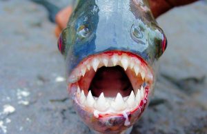 Sulmi nga peshqit mishngrënës në Argjentinë! Temperaturat e larta dyshohet se favorizuan praninë e palometës, specie ujore e familjes së piranjave