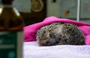 Alarm në Europë: Iriqët drejt zhdukjes, shkaku jemi ne?