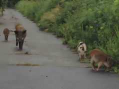 Pas katastrofës bërthamore, lindin hibride derrii në Fukushima