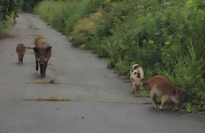 Pas katastrofës bërthamore, lindin hibridë derri në Fukushima