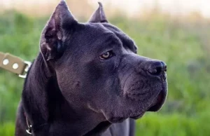 Studimi shkencor: sulmet fatale të qenve ndodhin kryesisht në shtëpi