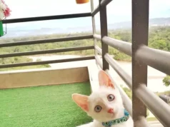 Këshilluan eutanazinë, por ai zgjodhi të jetojë: historia prekëse e maçokut Angelito