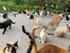 2 Marsi, Dita Ndërkombëtare e Maceve të Shpëtuara: “Shpëto një jetë, adopto një mace”