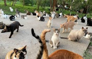 2 Marsi, Dita Ndërkombëtare e Maceve të Shpëtuara: “Shpëto një jetë, adopto një mace”