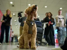 Greqia evakuon qytetarët dhe kafshët nga Lindja e Mesme