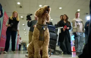 Greqia evakuon qytetarët dhe kafshët nga Lindja e Mesme