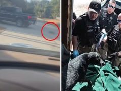 E lidh qenin pas makinës dhe e tërheq në asfalt, arrestohet menjëherë 69-vjeçari në Florida