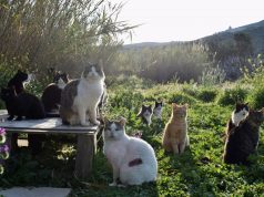 Ishulli grek kërkon vullnetarë për të kujdesur për macet, ofrohet strehim dhe ushqim falas. Ja ku aplikohet
