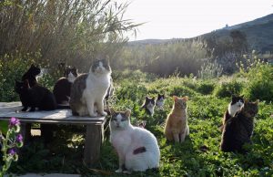 Ishulli grek kërkon vullnetarë për të kujdesur për macet, ofrohet strehim dhe ushqim falas. Ja ku aplikohet