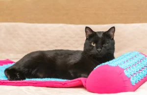 Trend i ri për kafshët shtëpiake, “pet wellness” po ndryshon mënyrën si kujdesemi për qentë dhe macet