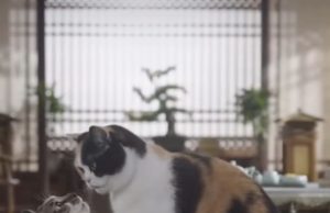 Në Kinë shpërthen trendi i serialeve me AI: Telenovelat me mace dhe qen digjitalë po thyejnë rekordet e shikimeve