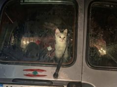 Foto nga Libani prek rrjetin: familja largohet nga lufta me macen në makinë