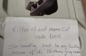 Drama e luftës dhe për kafshët: në Dubai po braktisen në masë qentë dhe macet nga të huajt që largohen