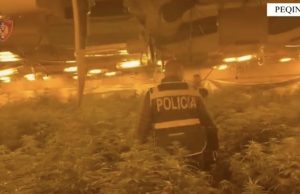 4 mijë rrënjë kanabis në pronën e drejtorit të burgut, në kërkim edhe zyrtari i OSHEE