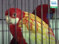 Mijëra kafshë ekzotike po futen çdo vit në BE si kafshë shtëpiake