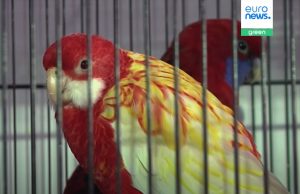 Mijëra kafshë ekzotike po futen çdo vit në BE si kafshë shtëpiake