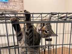 Adoptimet e maceve shtohen në Europë mes rritjes së kostos së jetesës