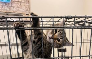 Adoptimet e maceve shtohen në Europë mes rritjes së kostos së jetesës