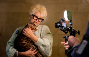 “Oscar-ët e maceve” në Rumani, mbi 200 pjesëmarrëse në konkursin ndërkombëtar