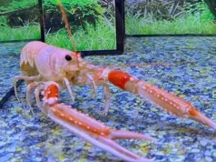 Mos i zieni të gjalla/ Studimi i ri tregon se krustacet reagojnë ndaj qetësuesve si njerëzit, hap debat për industrinë ushqimore