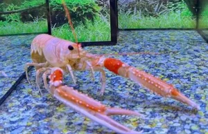 Mos i zieni të gjalla/ Studimi i ri tregon se krustacet reagojnë ndaj qetësuesve si njerëzit, hap debat për industrinë ushqimore