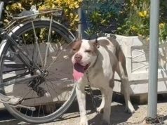 Paditet Bashkia e Vlorës për vrasjen e qenit që sulmoi një 4-vjeçare në Lungomare