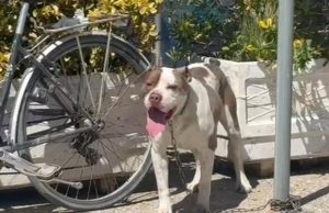 Paditet Bashkia e Vlorës për vrasjen e qenit që sulmoi një 4-vjeçare në Lungomare