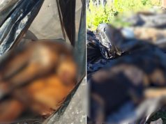 Horror në Tiranë: “Varr masiv” me qen të ngrirë në kazanët e plehrave