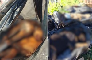 Horror në Tiranë: “Varr masiv” me qen të ngrirë në kazanët e plehrave