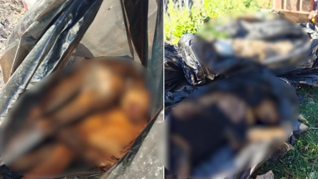 1775715898_qenjteembytur