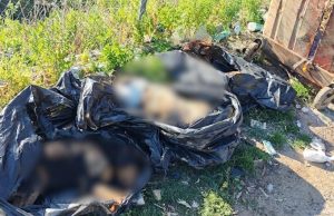 “Varri masiv i qenve” në Tiranë/ Nis hetimi, shoqërohen punonjësit e qendrës veterinare