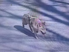 Festë në Korenë e Jugut! Rikthehet në kopshtin zoologjik ujku i arratisur që u bë “mbreti” i rrjeteve sociale