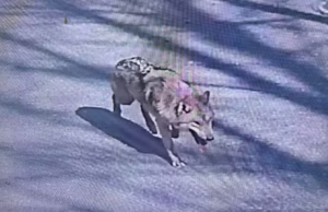 Festë në Korenë e Jugut! Rikthehet në kopshtin zoologjik ujku i arratisur që u bë “mbreti” i rrjeteve sociale