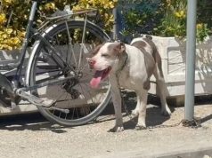 Pitbulli kafshoi 4-vjeçaren në Vlorë/ Pronari 87-vjeçar: Qeni këputi zinxhirin dhe doli jashtë