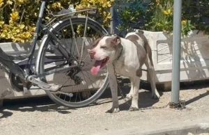 Pitbulli kafshoi 4-vjeçaren në Vlorë/ Pronari 87-vjeçar: Qeni këputi zinxhirin dhe doli jashtë