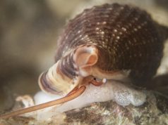 Kërmilli vampir nga Mesdheu që ushqehet me gjak, në garë për “Moluskun e Vitit”