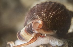 Kërmilli vampir nga Mesdheu që ushqehet me gjak, në garë për “Moluskun e Vitit”