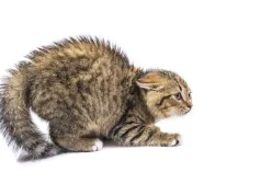 Stresi mund të jetë fatal për macet. Ekspertët: Rrezik real për shëndetin, jo vetëm sjelljen