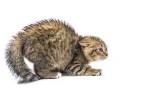 Stresi mund të jetë fatal për macet. Ekspertët: Rrezik real për shëndetin, jo vetëm sjelljen