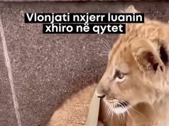 E pamë edhe këtë nga Vlora, qytetari shëtit luanin