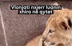 E pamë edhe këtë nga Vlora, qytetari shëtit luanin