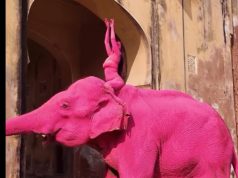 Video virale/ Lyerja e elefantit me bojë rozë ndez polemika. Hetime për keqtrajtim në Indi pas ngordhjes së kafshës 70-vjeçare