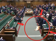 Video/ Qeni që flinte për shtatë palë qejfe në parlamentin britanik! Historia pas pamjeve virale