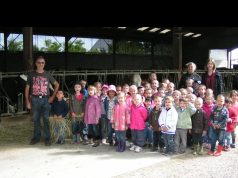 Francë, regjistrojnë 5 lopë në kopsht për të shpëtuar shkollën