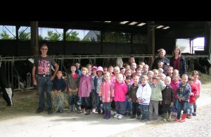 Francë, regjistrojnë 5 lopë në kopsht për të shpëtuar shkollën