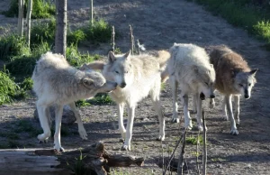 Çernobili vazhdon të befasojë botën/ Ujqërit zhvillojnë rezistencë ndaj kancerit
