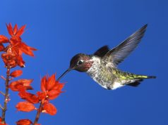 A dehen zogjtë? 90% e luleve “prodhojnë alkool”