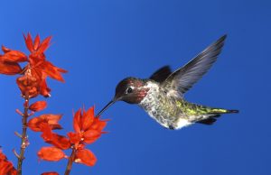 A dehen zogjtë? 90% e luleve “prodhojnë alkool”